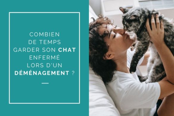 Combien de temps garder son chat enfermé lors d'un déménagement