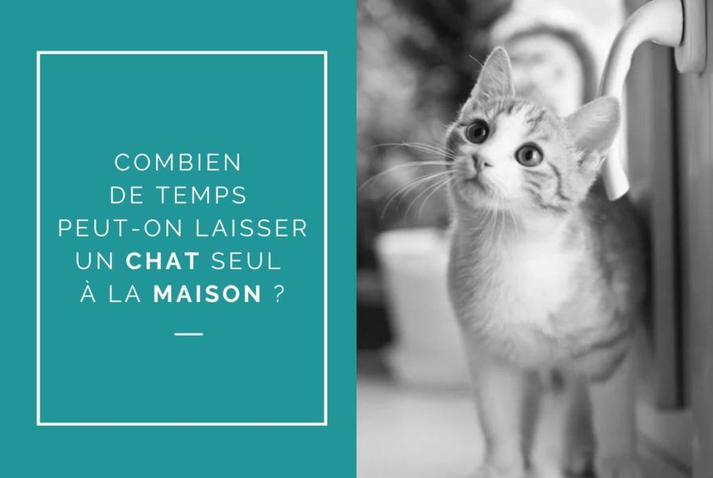 Combien de temps peut-on laisser un chat seul à la maison ? • Grand
