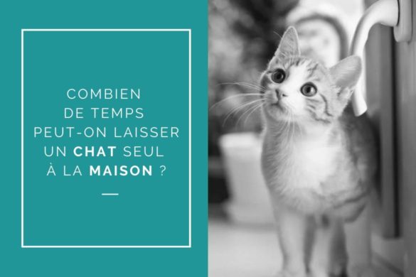 Combien de temps peut-on laisser un chat seul à la maison