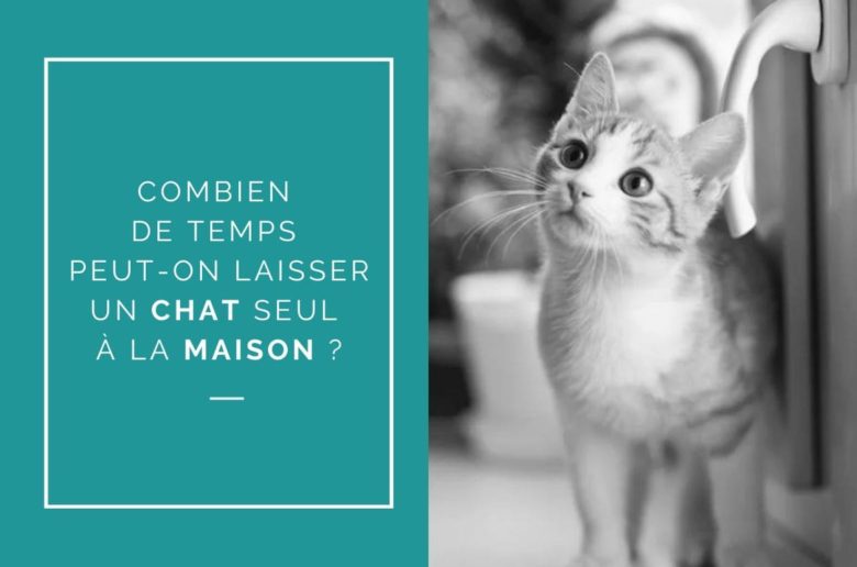 Combien de temps peut-on laisser un chat seul à la maison