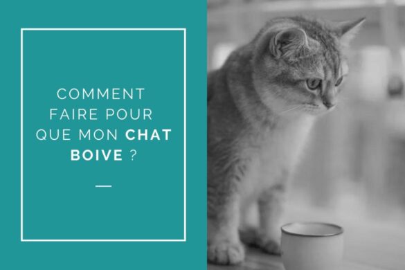 Comment faire pour que mon chat boive davantage