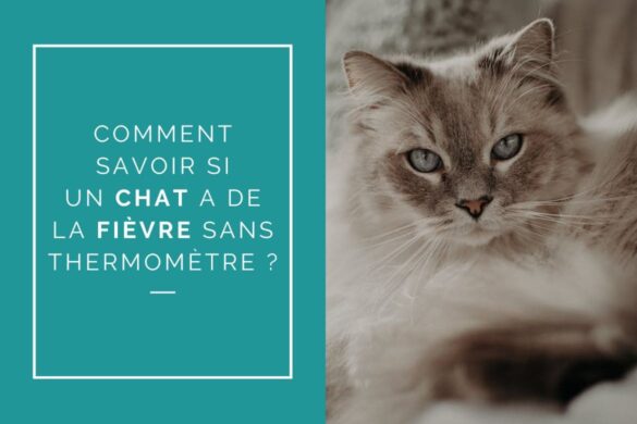 Comment savoir si un chat a de la fièvre sans thermomètre