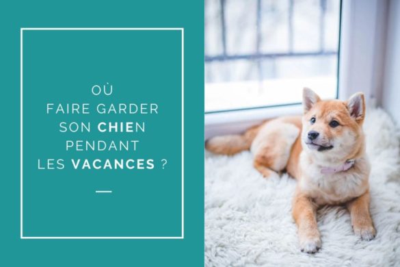 Où faire garder son chien pendant les vacances