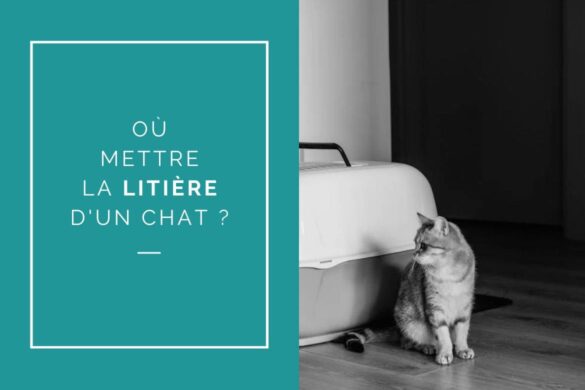 Où mettre la litière d'un chat