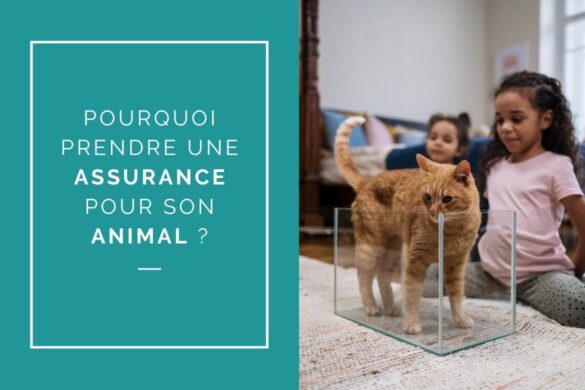 Pourquoi choisir une assurance pour son animal de compagnie 