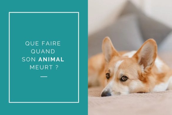 Que faire quand son animal de compagnie meurt