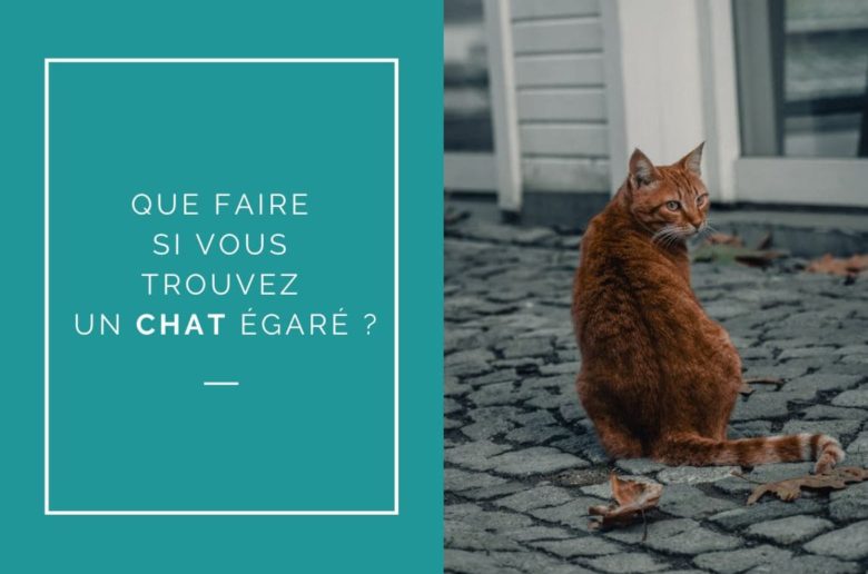 Que faire si vous trouvez un chat égaré