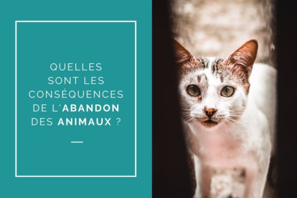 Quelles sont les conséquences de l'abandon des animaux