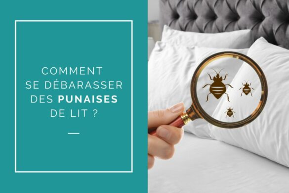 se debarasser des punaises de lit