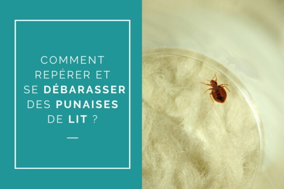 se débarasser des punaises de lit