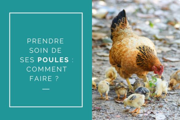 prendre soin de ses poules